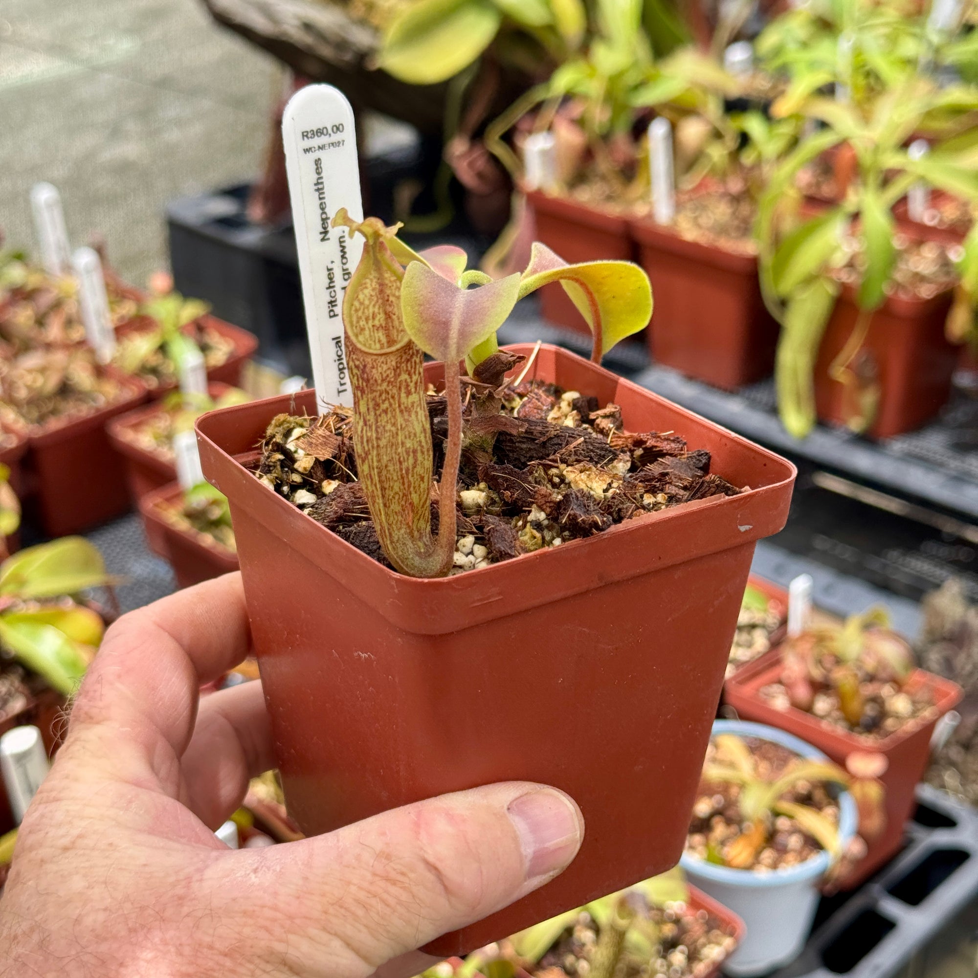 Tropical Pitcher, Nepenthes 'maxima,' seed grown. - - Carnivorous Plant