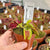 Venus Fly Trap, 'B52.' Special Import. - 2 year old plant. 7.5cm plastic container. - Carnivorous Plant