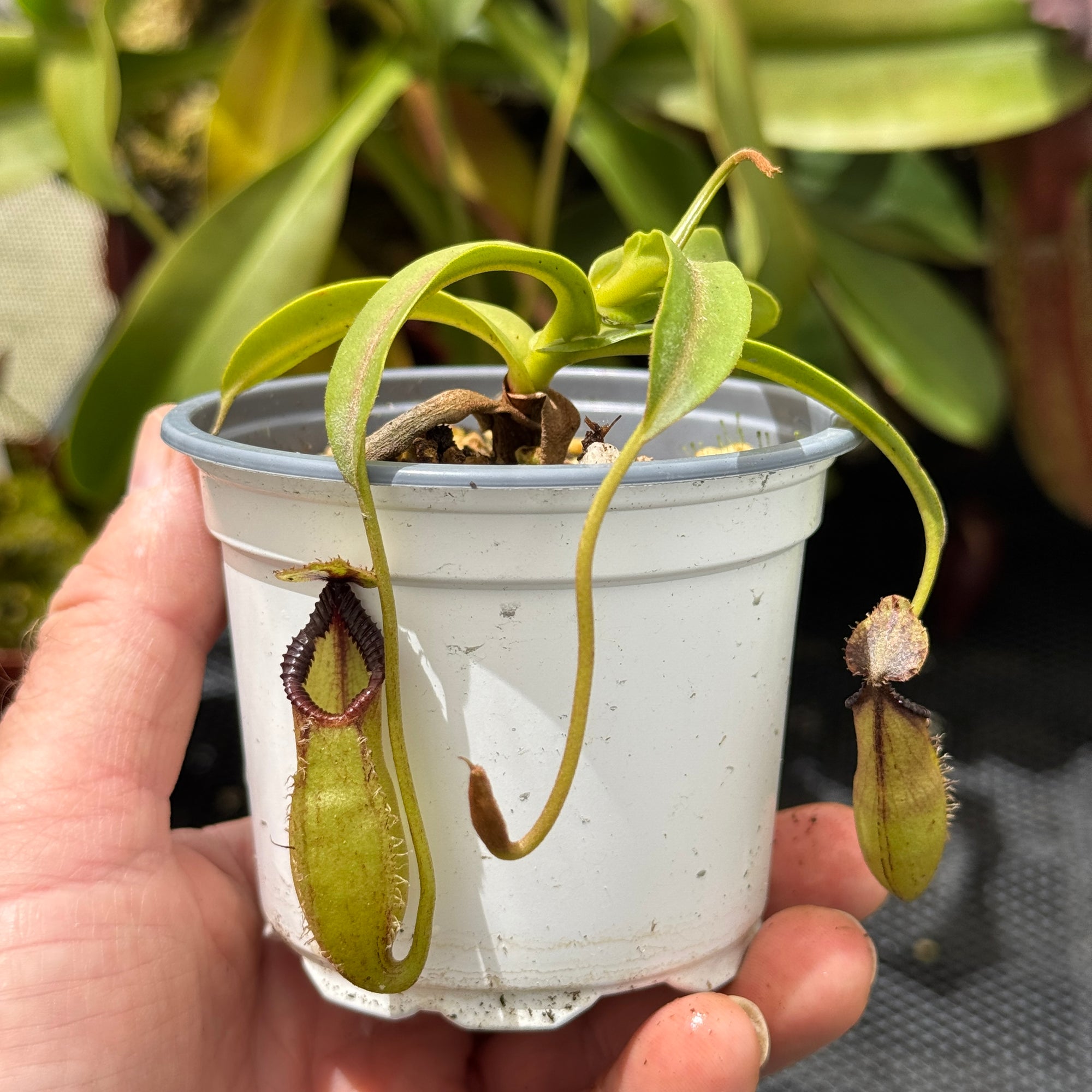 Tropical Pitcher, Nepenthes '(maxima x talangensis) x hamata ‘Tambusisi’, BE-3777 - 9cm - Carnivorous Plant