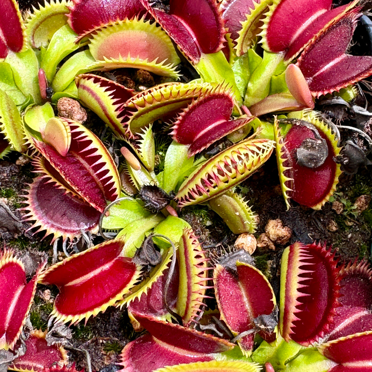 Venus Fly Trap, &#39;DCXL x Up Giant.&#39; Special Import. -   - Carnivorous Plant