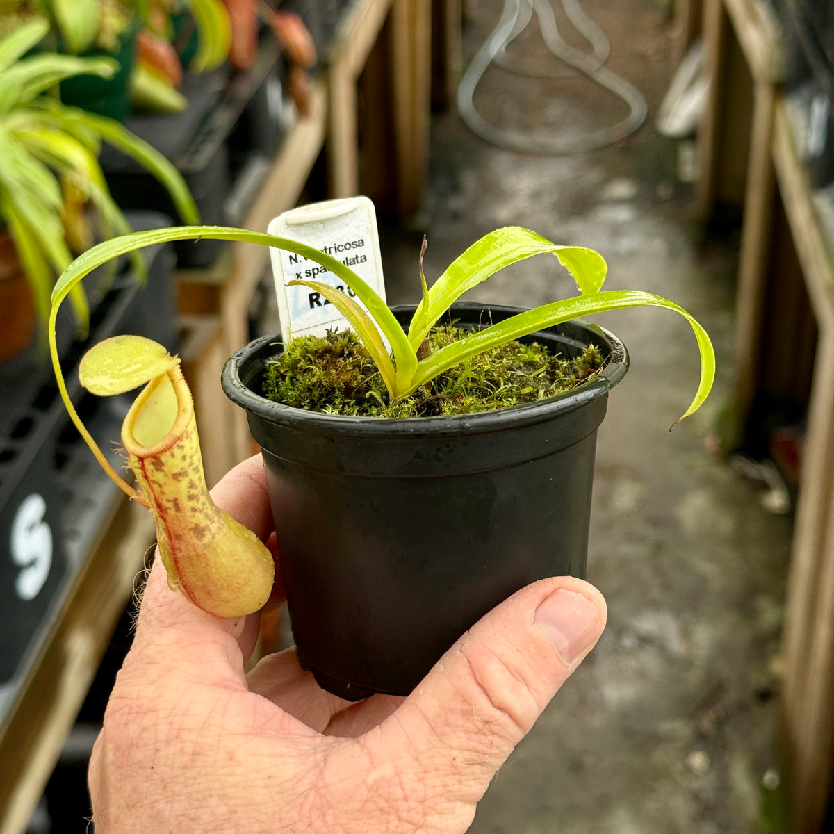 Tropical Pitcher, Nepenthes &#39;ventricosa x spathulata&#39; -  3-5cm leaf span in 9cm plastic container - Carnivorous Plant