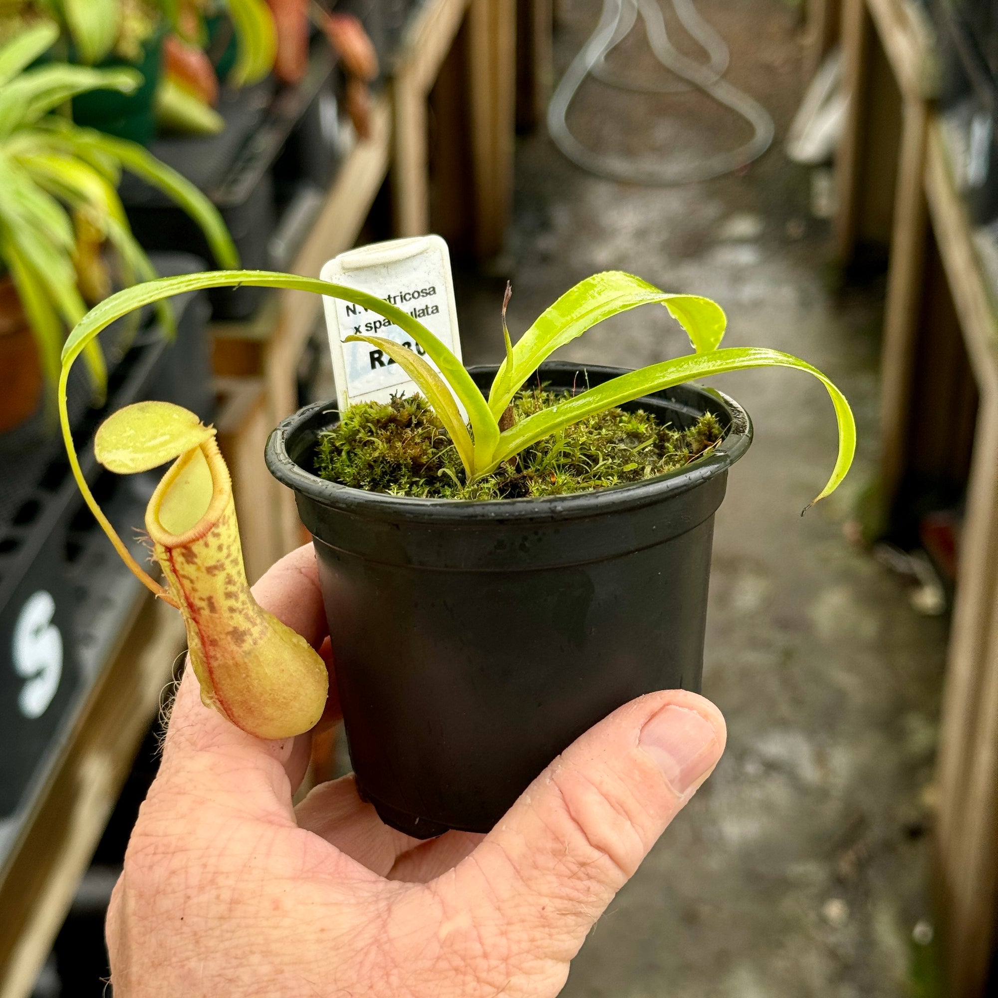 Tropical Pitcher, Nepenthes 'ventricosa x spathulata' -  3-5cm leaf span in 9cm plastic container - Carnivorous Plant