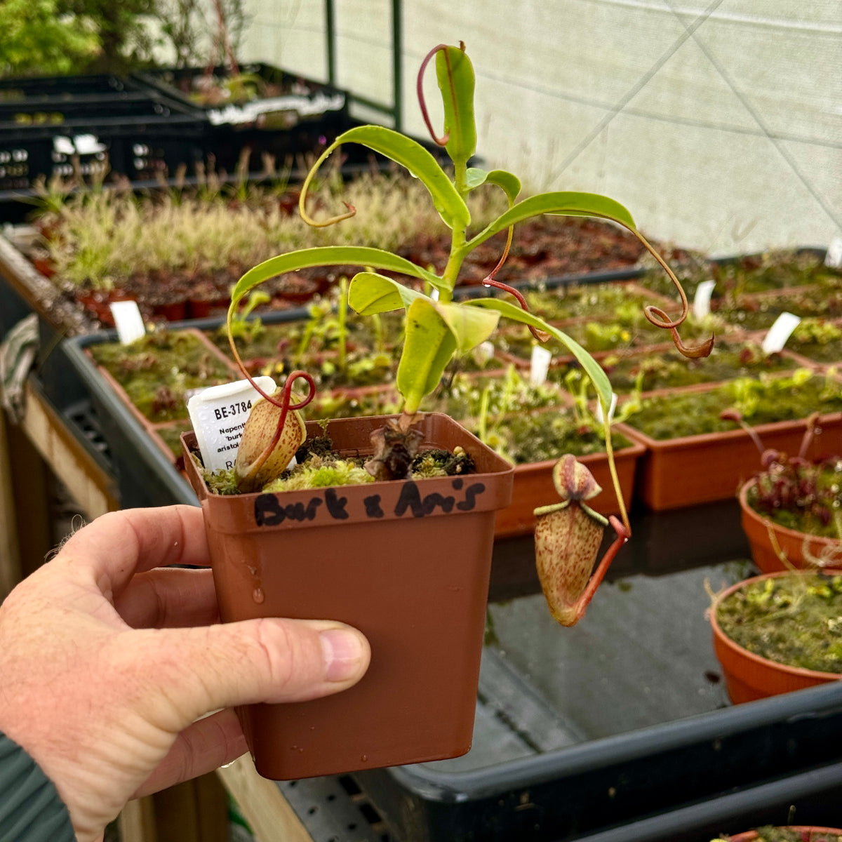 Tropical Pitcher, Nepenthes &#39;burkei x aristolochioides,&#39; BE-3784 -   - Carnivorous Plant