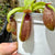 Tropical Pitcher, Nepenthes 'aristolochioides x ventricosa,' BE-3447 - - Carnivorous Plant