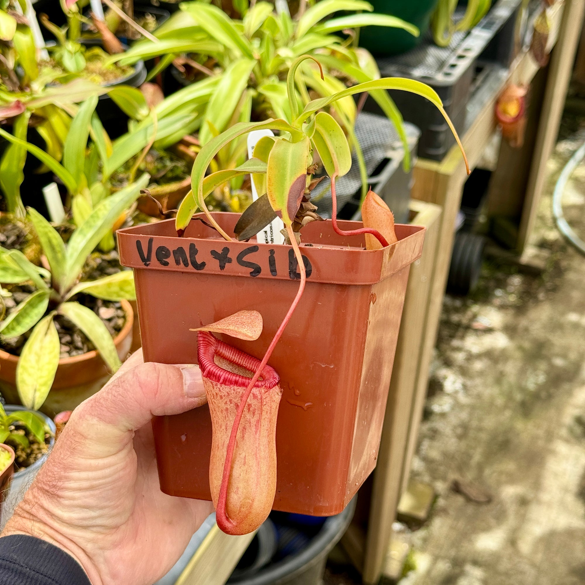 Tropical Pitcher, Nepenthes 'ventricosa x sibuyanensis,' BE-3295 - - Carnivorous Plant