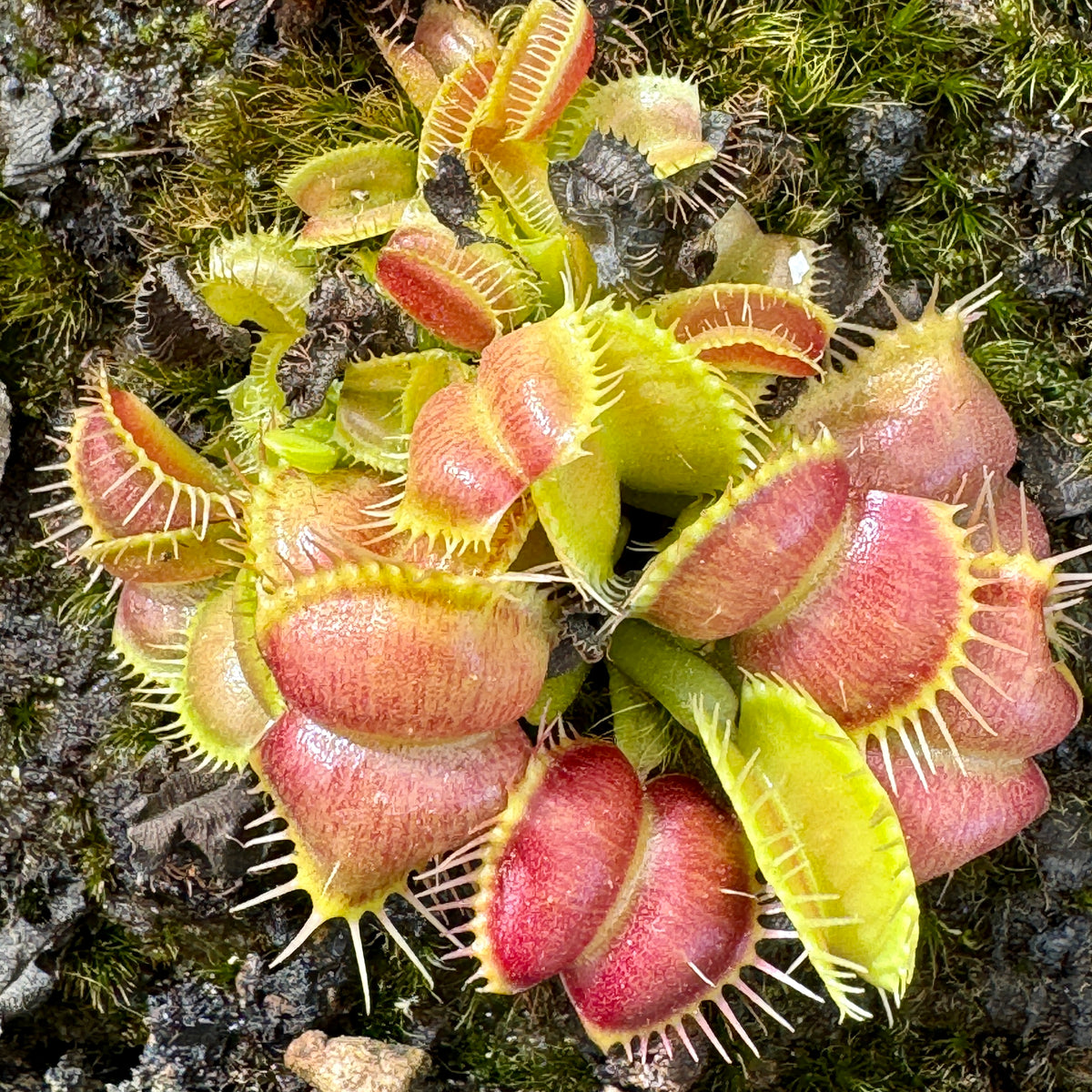 Venus Fly Trap, &#39;Galaxy.&#39; Special Import. -   - Carnivorous Plant