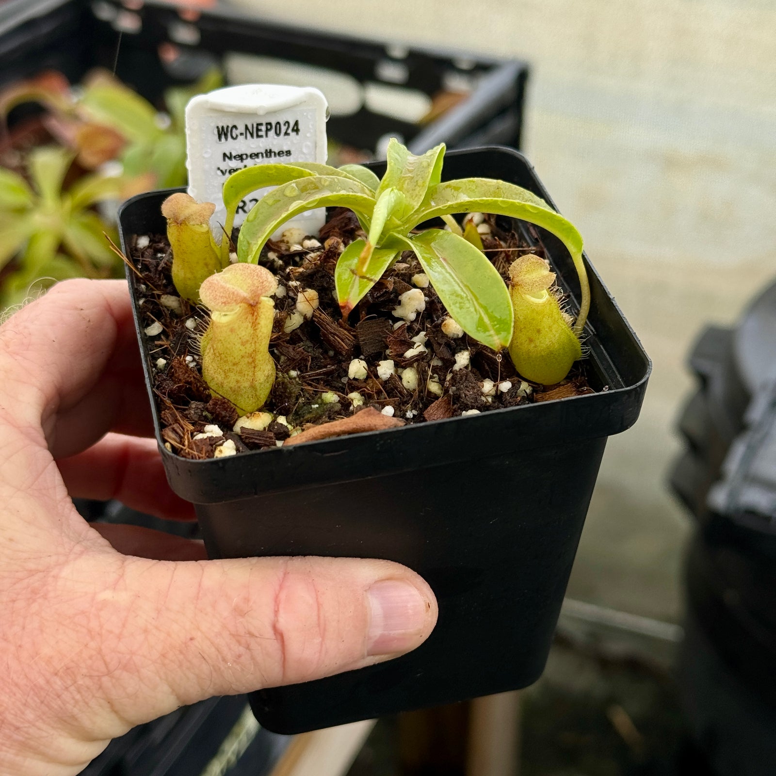 Tropical Pitcher, Nepenthes 'ventricosa x robcantleyi' -   - Carnivorous Plant