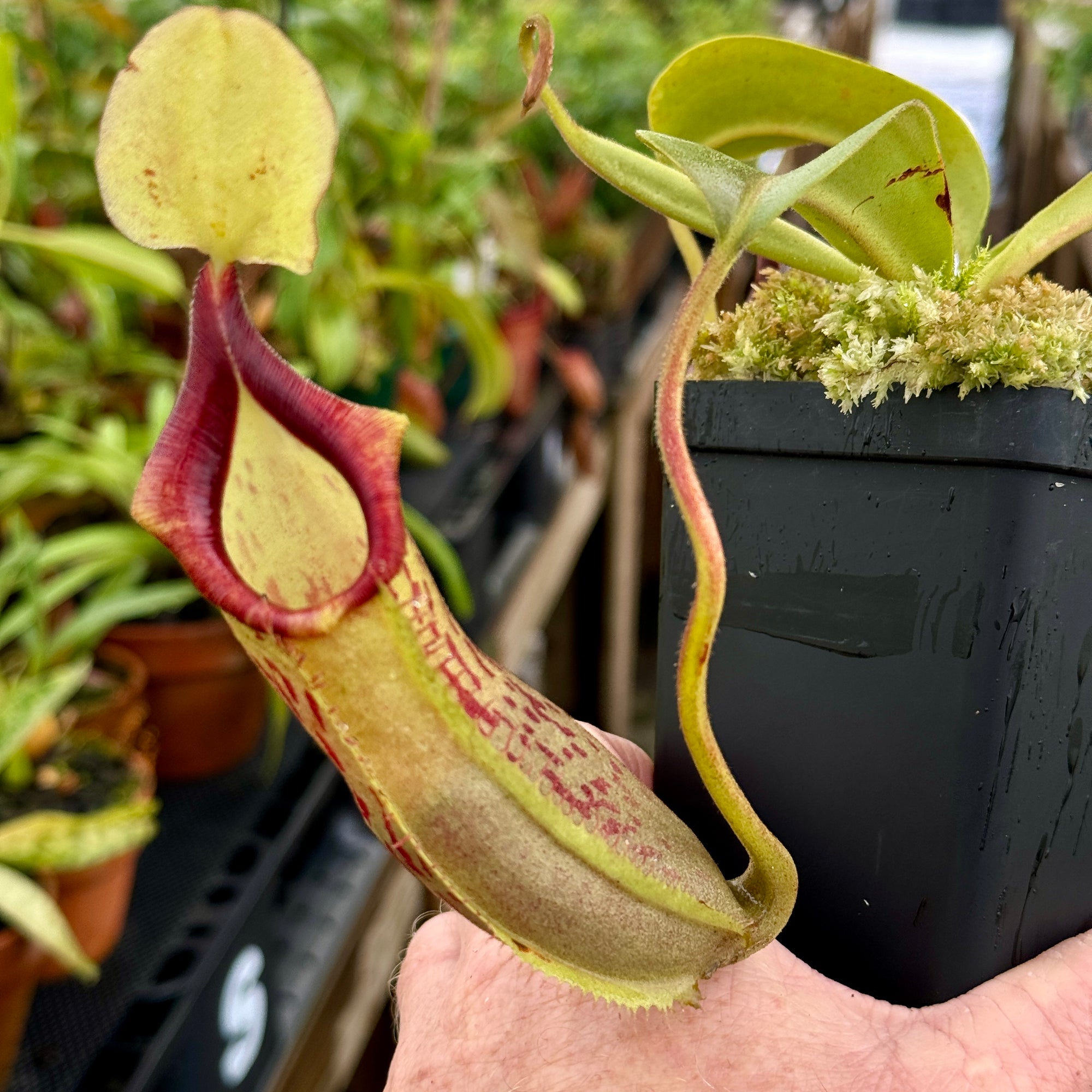 Tropical Pitcher, Nepenthes 'spathulata x platychilla,' BE-3945 -   - Carnivorous Plant