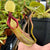 Tropical Pitcher, Nepenthes 'spathulata x platychilla,' BE-3945 -   - Carnivorous Plant