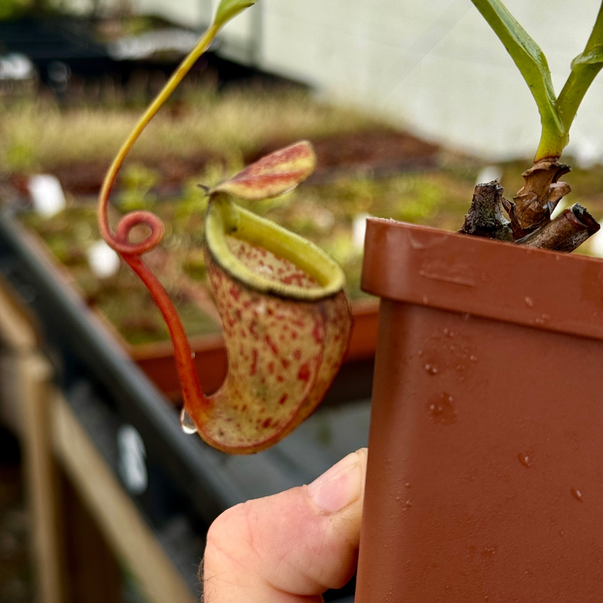 Tropical Pitcher, Nepenthes 'burkei x aristolochioides,' BE-3784 -   - Carnivorous Plant