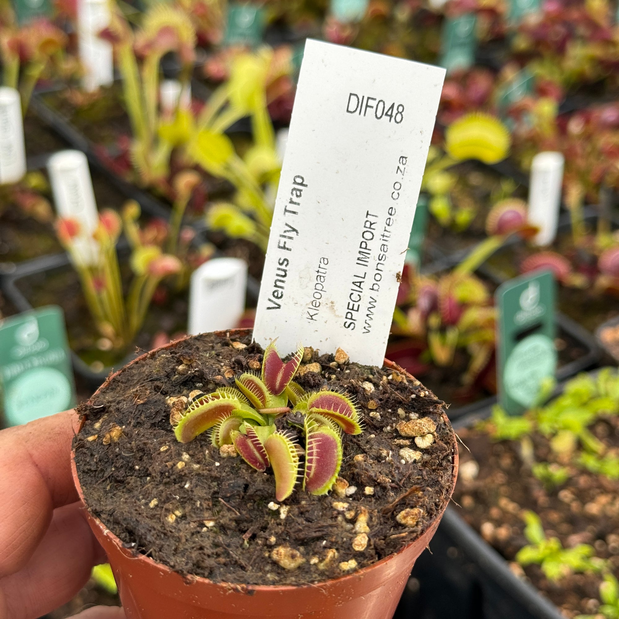 Venus Fly Trap, 'Kleopatra.' Special Import. -  2 year old plant. 7.5cm plastic container. - Carnivorous Plant