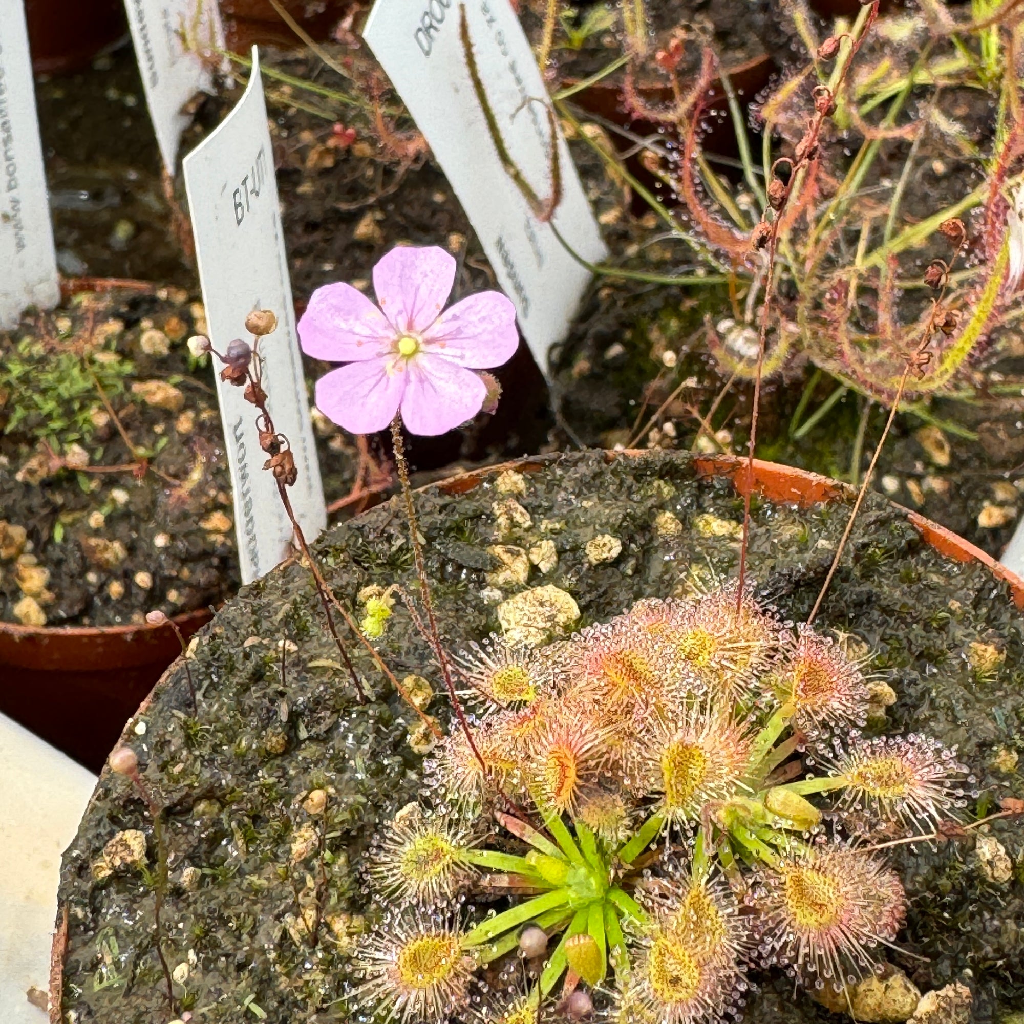 Pygmy Sundew, Drosera omissa x pulchella -   - Carnivorous Plant