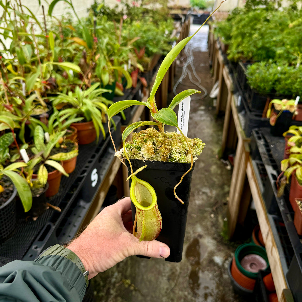 Tropical Pitcher, Nepenthes &#39;spathulata x glabrata,&#39; BE-3790 -   - Carnivorous Plant