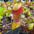 Tropical Pitcher, Nepenthes 'ventricosa x campanulata' -   - Carnivorous Plant