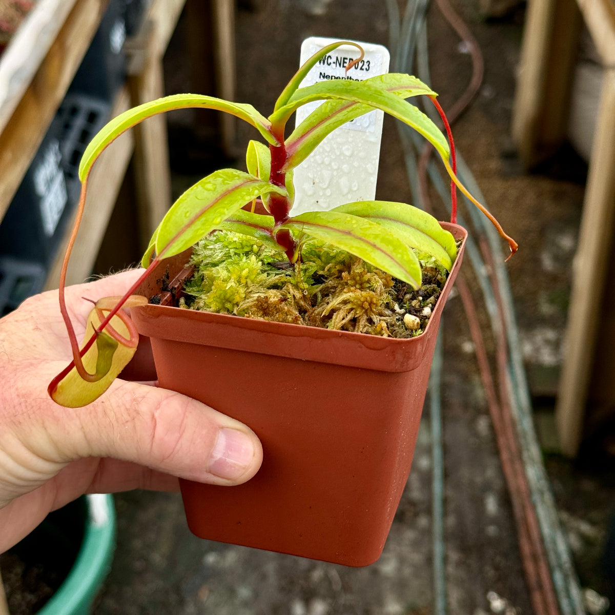 Tropical Pitcher, Nepenthes &#39;talangensis x ventricosa&#39; -   - Carnivorous Plant