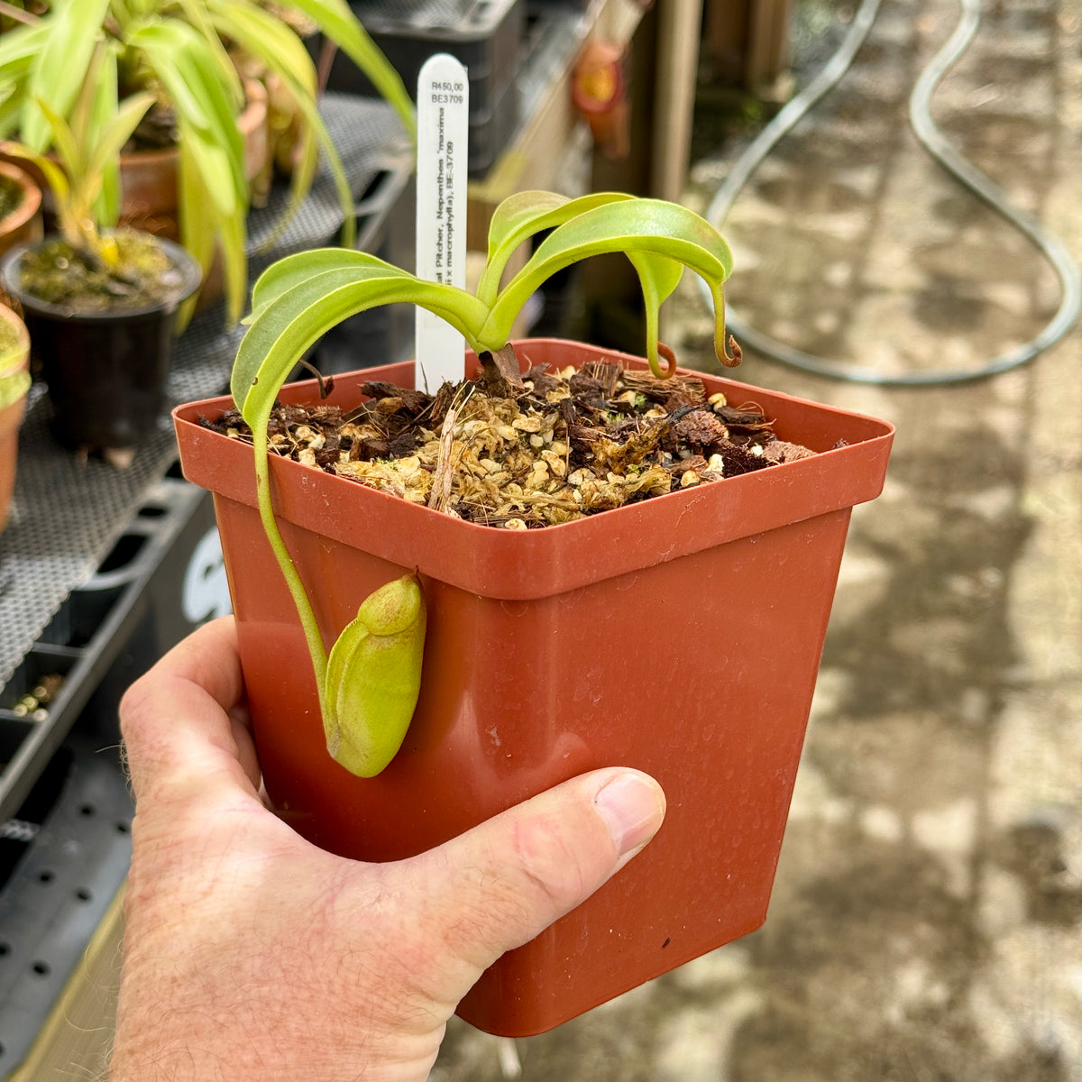 Tropical Pitcher, Nepenthes &#39;maxima x (lowii x macrophylla), BE-3709 - - Carnivorous Plant