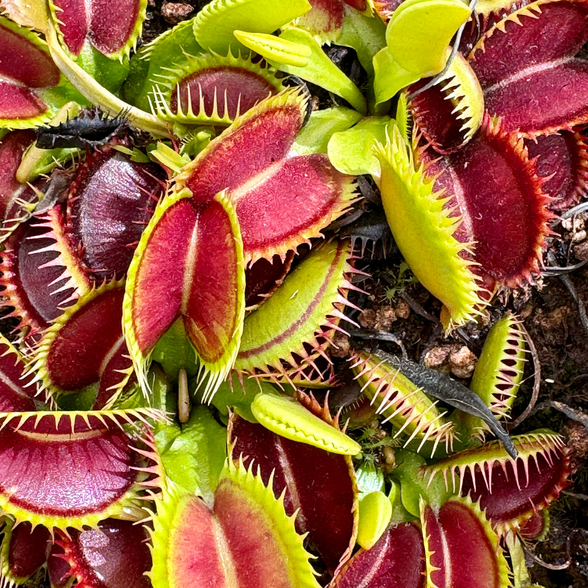 Venus Fly Trap, &#39;Double face.&#39; Collectible import. -   - Carnivorous Plant