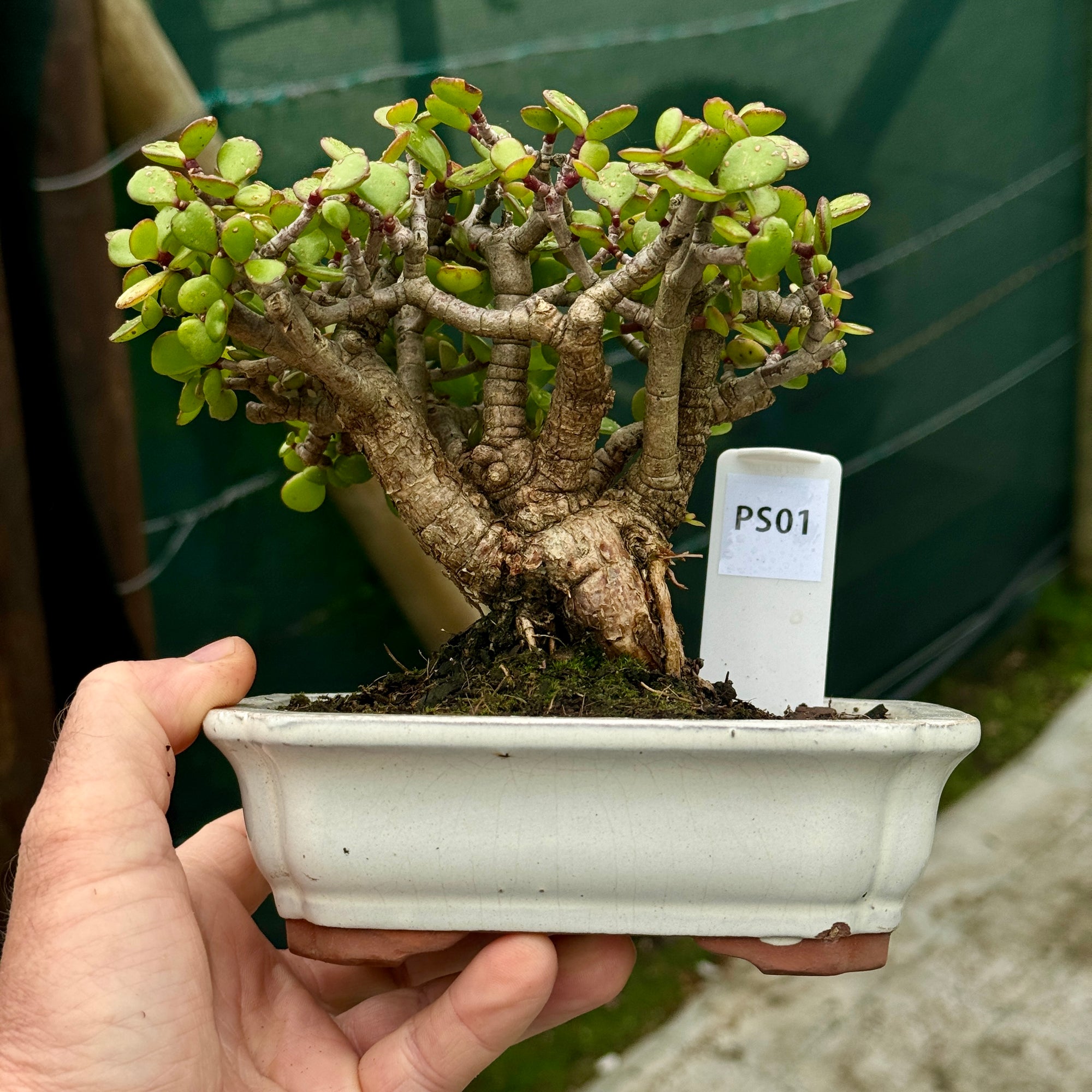 Portulacaria afra "Spekboom" -  PS01, 180mm(L) x 140mm(D) x 180mm(H) - Trees