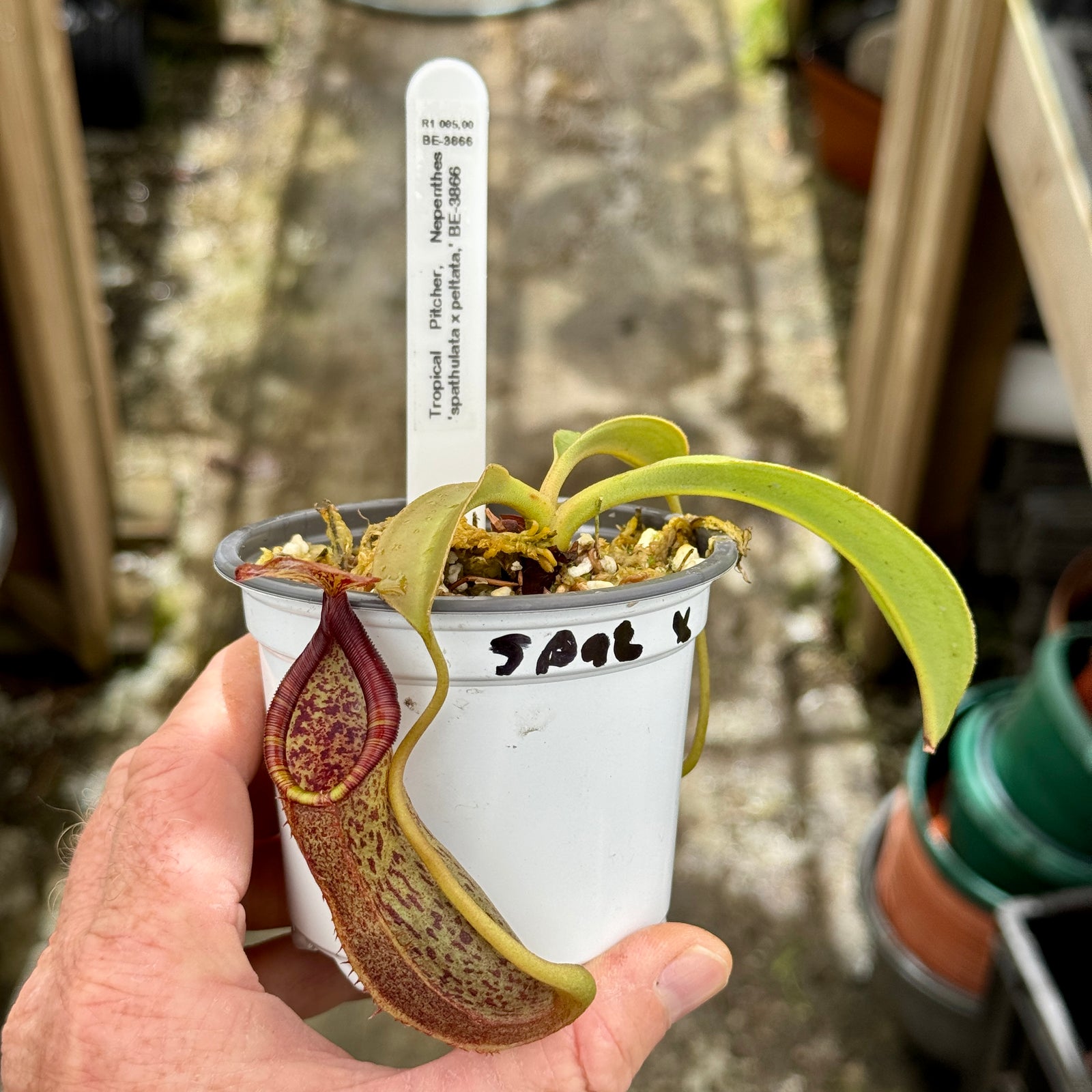 Tropical Pitcher, Nepenthes 'spathulata x peltata,' BE-3866