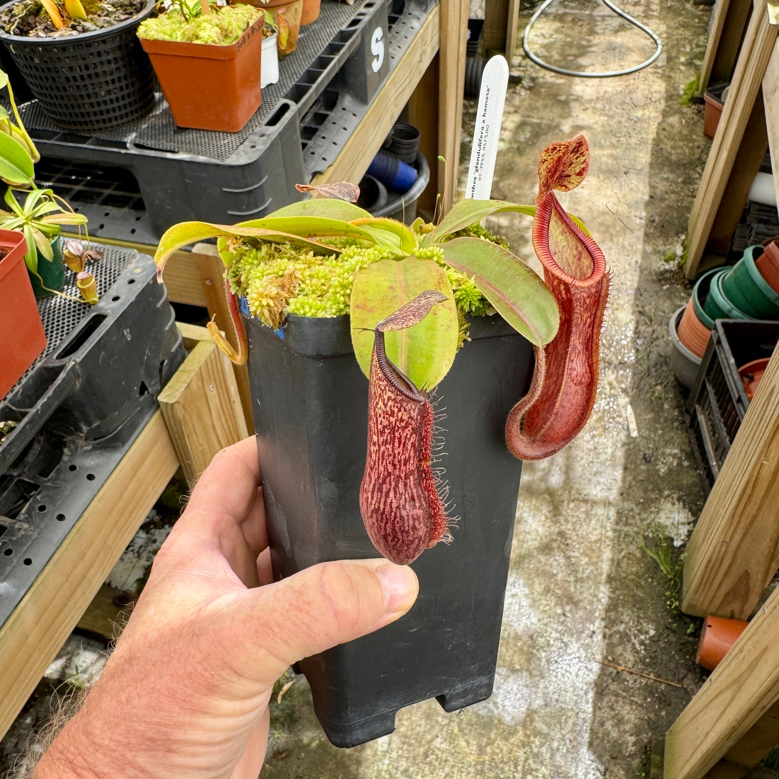 Tropical Pitcher, Nepenthes 'glandulifera x hamata', BE-3953