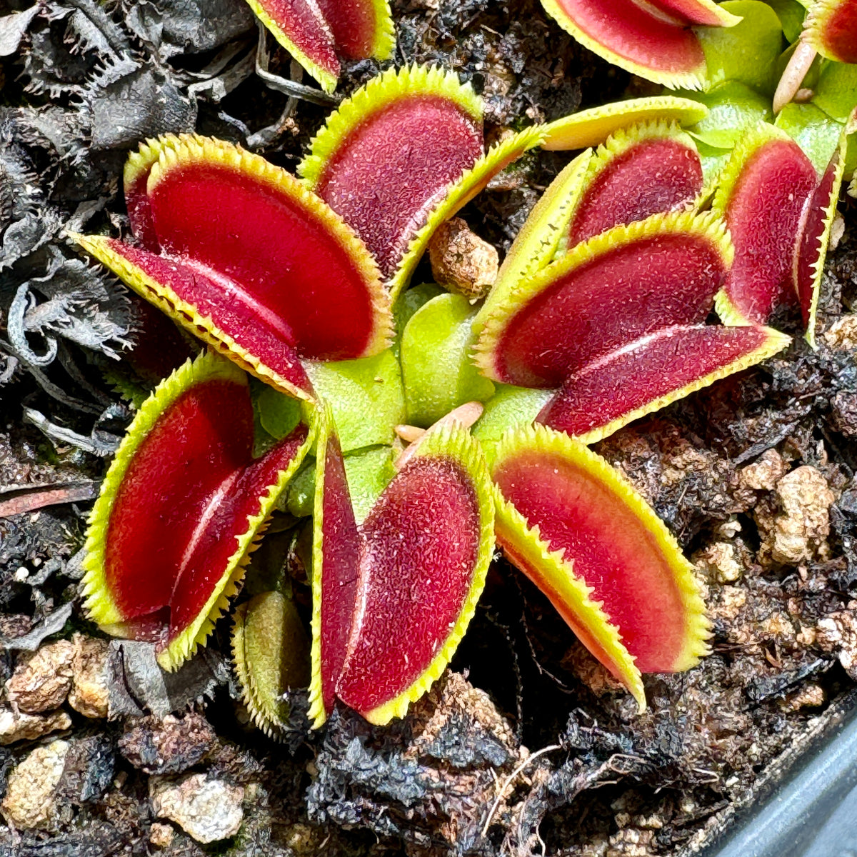 Venus Fly Trap, &#39;Kurze Zahne.&#39; Special Import. -   - Carnivorous Plant