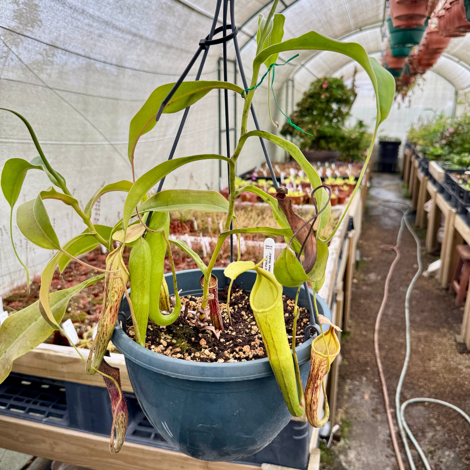 Tropical Pitcher, Nepenthes “Rokko” - Older plant in 21cm hanging basket - Carnivorous Plant