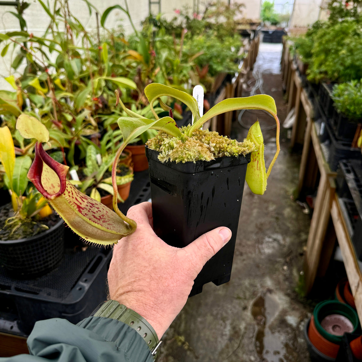 Tropical Pitcher, Nepenthes &#39;spathulata x platychilla,&#39; BE-3945 -   - Carnivorous Plant