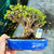 Portulacaria afra "Spekboom" -  PM03, 220mm(L) x 220mm(D) x 210mm(H) - Trees