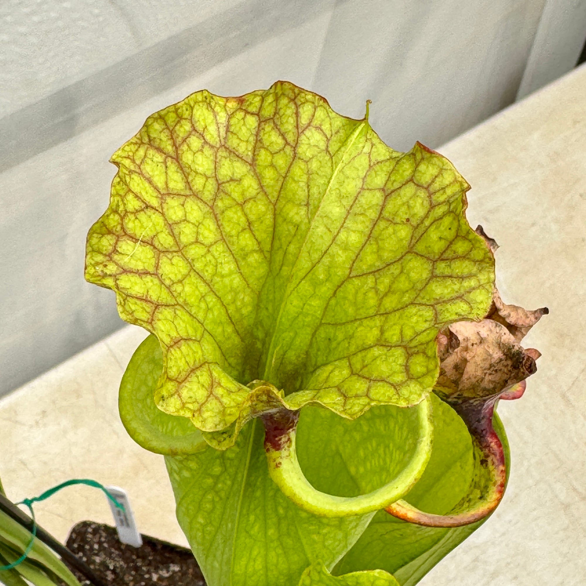 Trumpet Pitcher, Sarracenia mixed hybrids, seed grown - - Carnivorous Plant