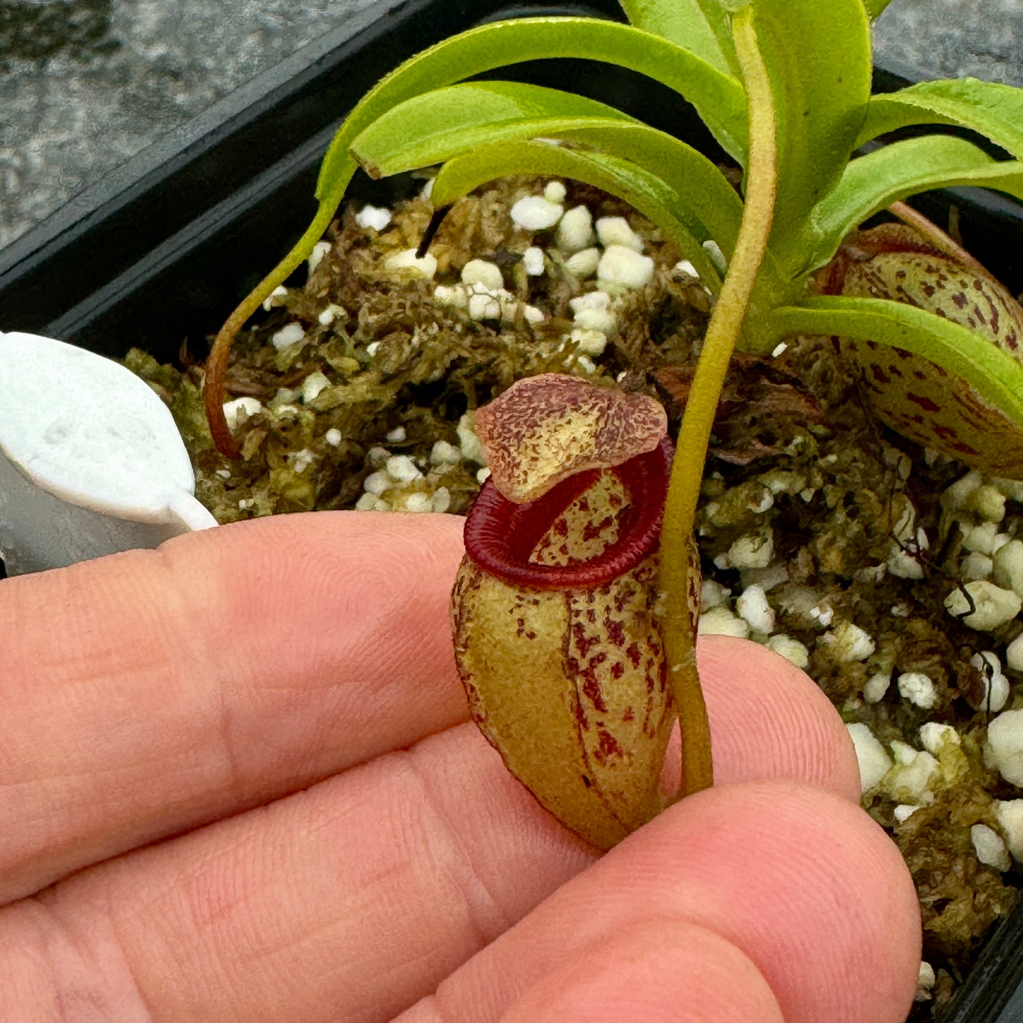 Tropical Pitcher, Nepenthes 'talangensis', seed grown. -   - Carnivorous Plant