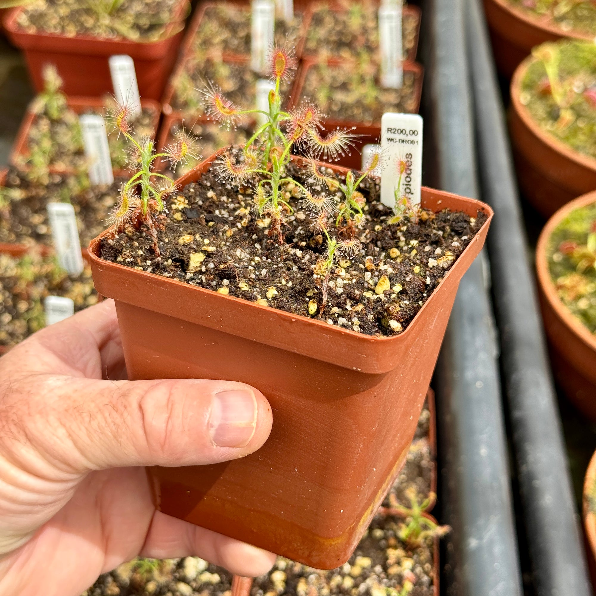 Sundew, Drosera scorpiodes - - Carnivorous Plant