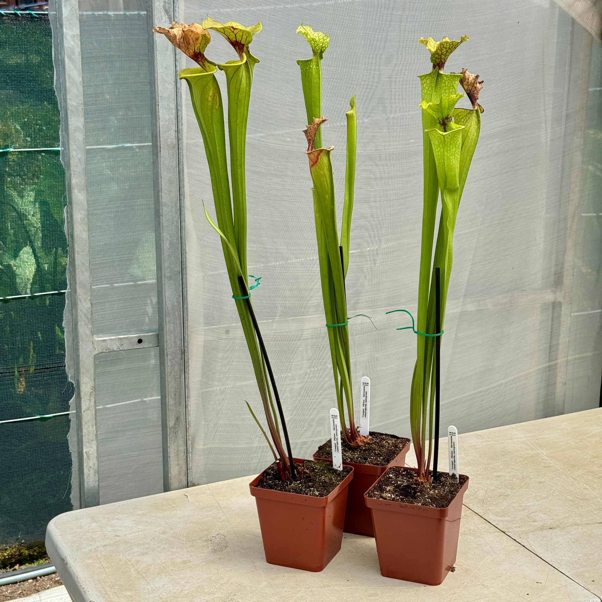 Trumpet Pitcher, Sarracenia mixed hybrids, seed grown - - Carnivorous Plant