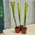 Trumpet Pitcher, Sarracenia mixed hybrids, seed grown - - Carnivorous Plant