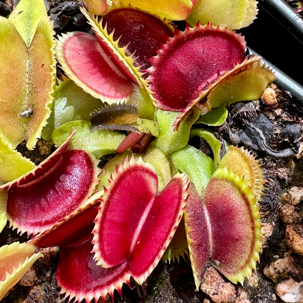 Venus Fly Trap, &#39;UK Sawtooth.&#39; Special Import. -   - Carnivorous Plant