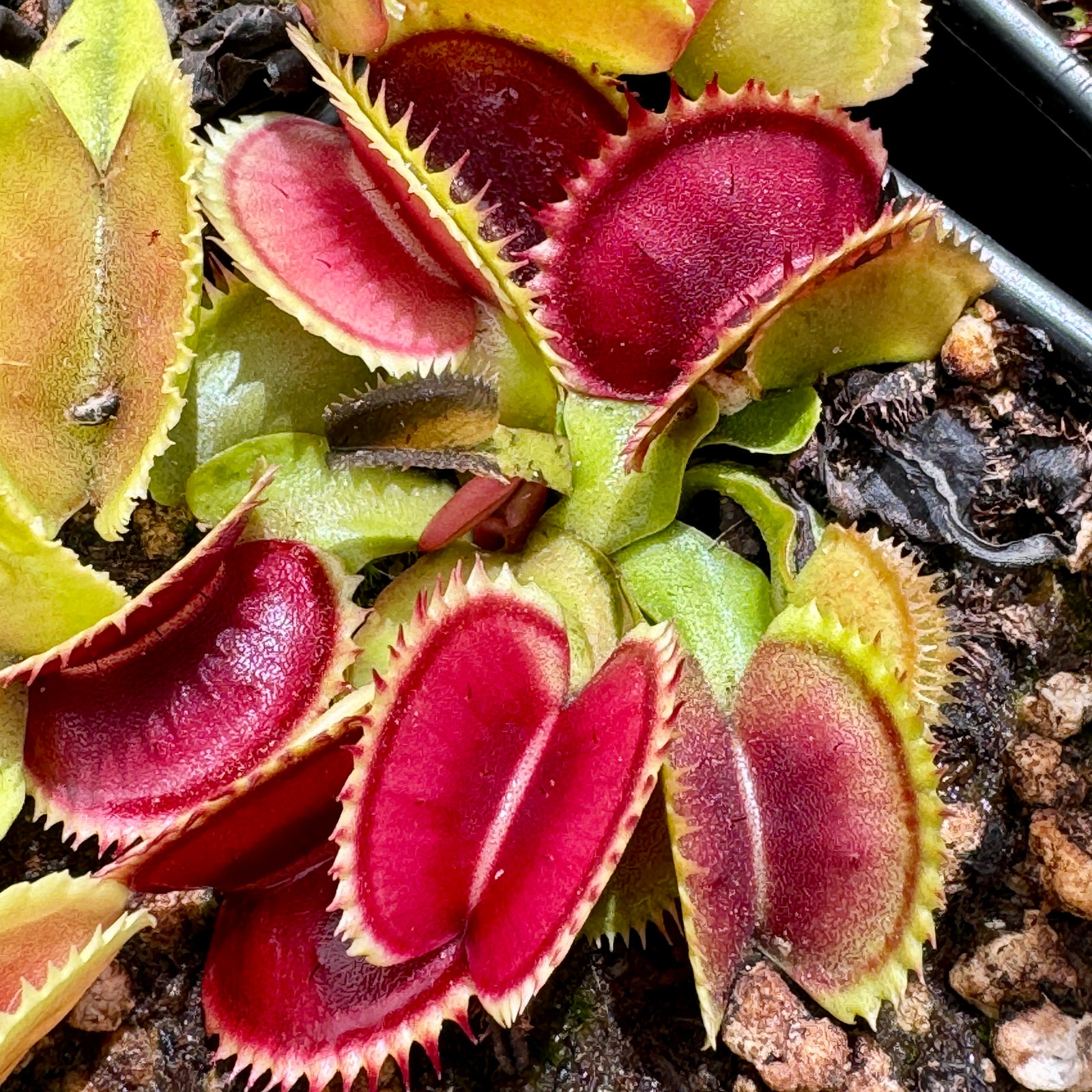 Venus Fly Trap, 'UK Sawtooth.' Special Import. -   - Carnivorous Plant