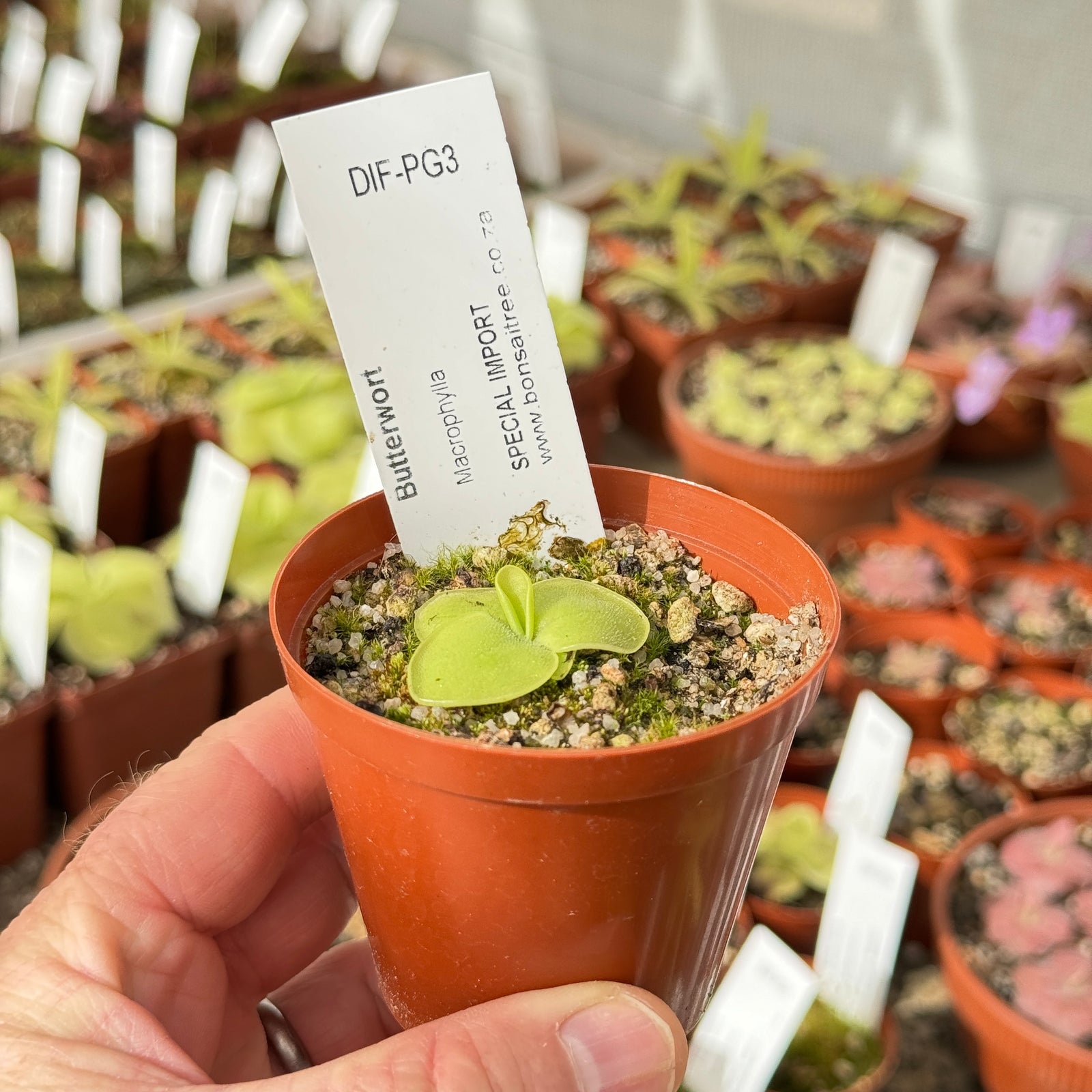 Butterwort, Pinguicula 'Macrophylla.' Special Import -   - Carnivorous Plant