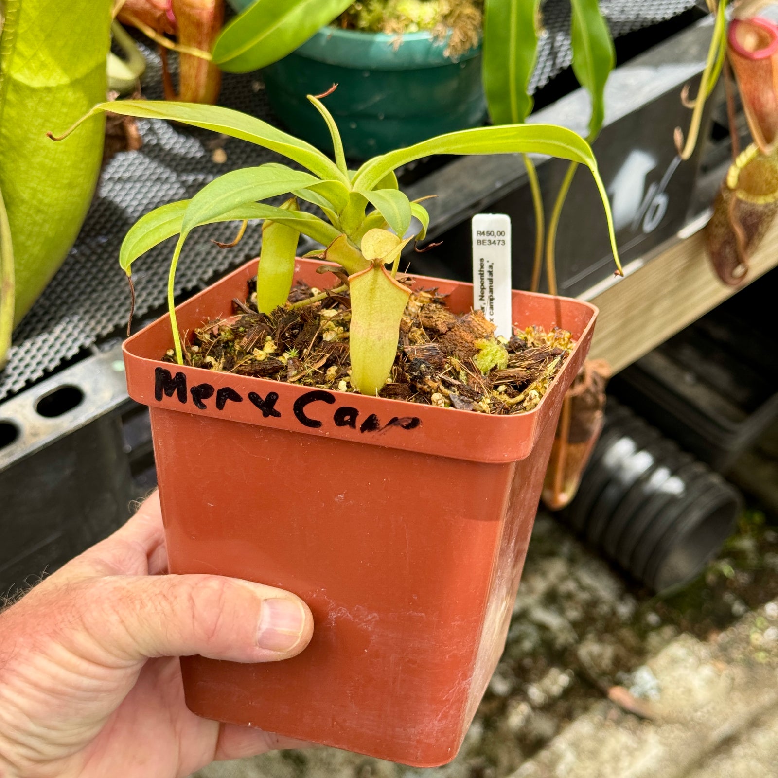 Tropical Pitcher, Nepenthes 'merrilliana x campanulata,' BE-3473 - - Carnivorous Plant