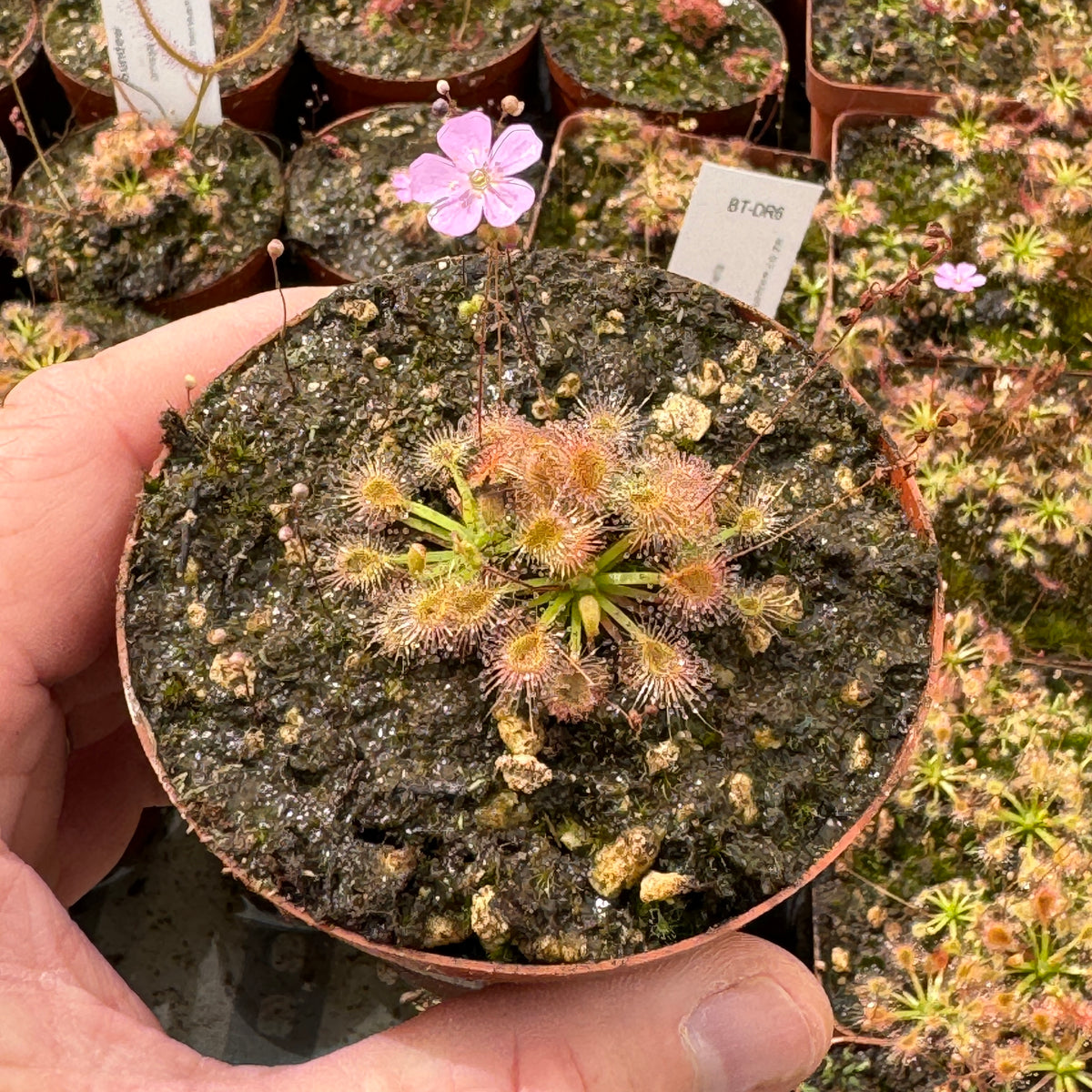 Pygmy Sundew, Drosera omissa x pulchella -   - Carnivorous Plant