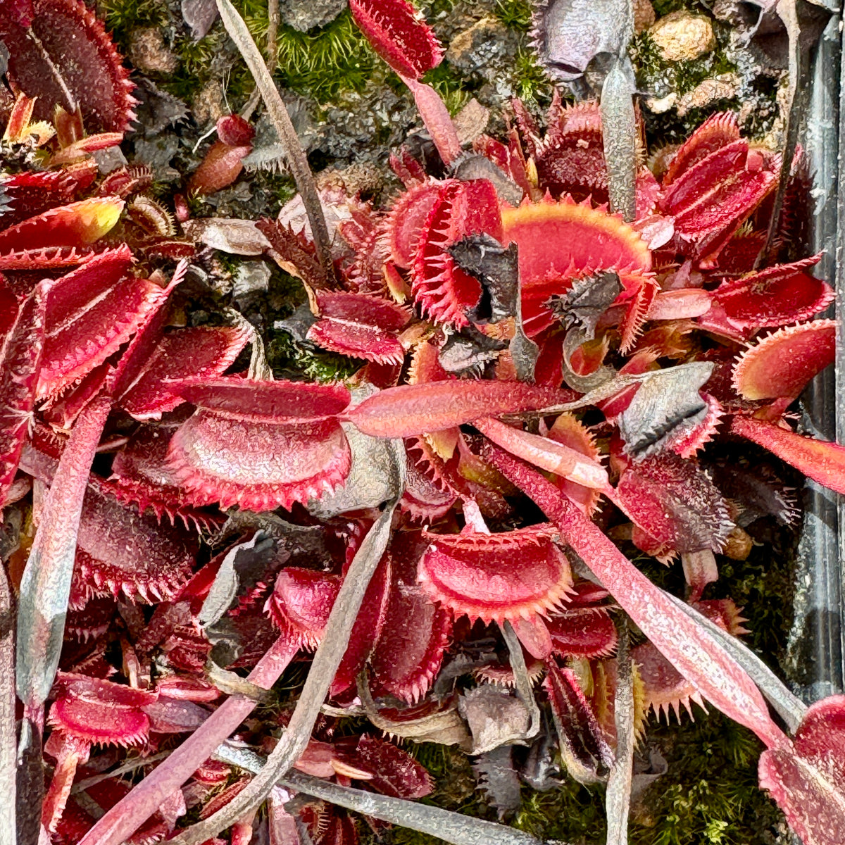 Venus Fly Trap, &#39;Trev&#39;s red dentate.&#39; Special Import. -   - Carnivorous Plant