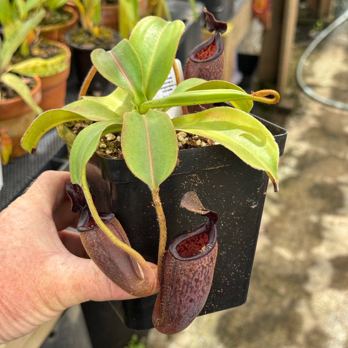 Tropical Pitcher, Nepenthes &#39;(maxima x talangensis) x hamata ‘Tambusisi’, BE-3777 - 12cm - Carnivorous Plant