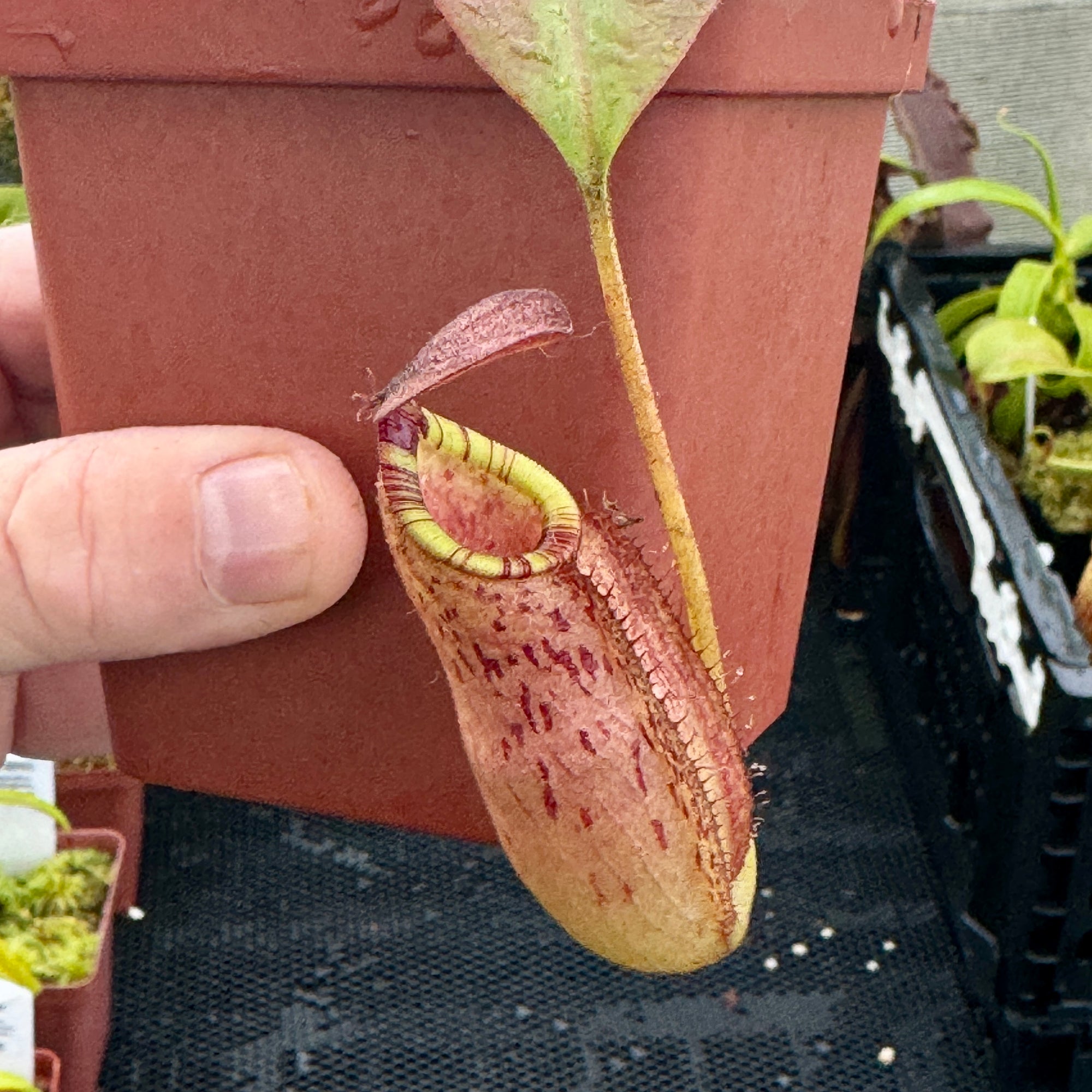 Tropical Pitcher, Nepenthes 'spectabilis x mirabilis var globosa', BE-3909 -   - Carnivorous Plant