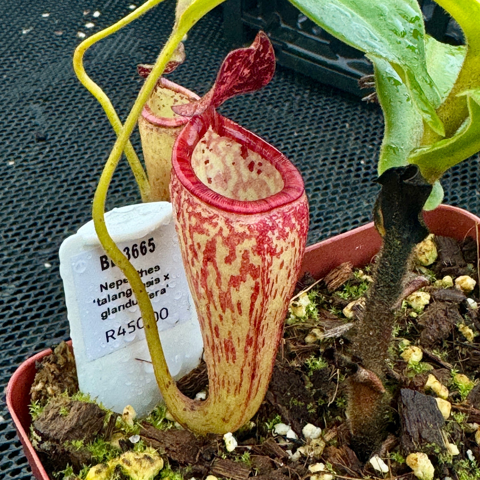 Tropical Pitcher, Nepenthes 'talangensis x glandulifera,' BE-3665 -   - Carnivorous Plant