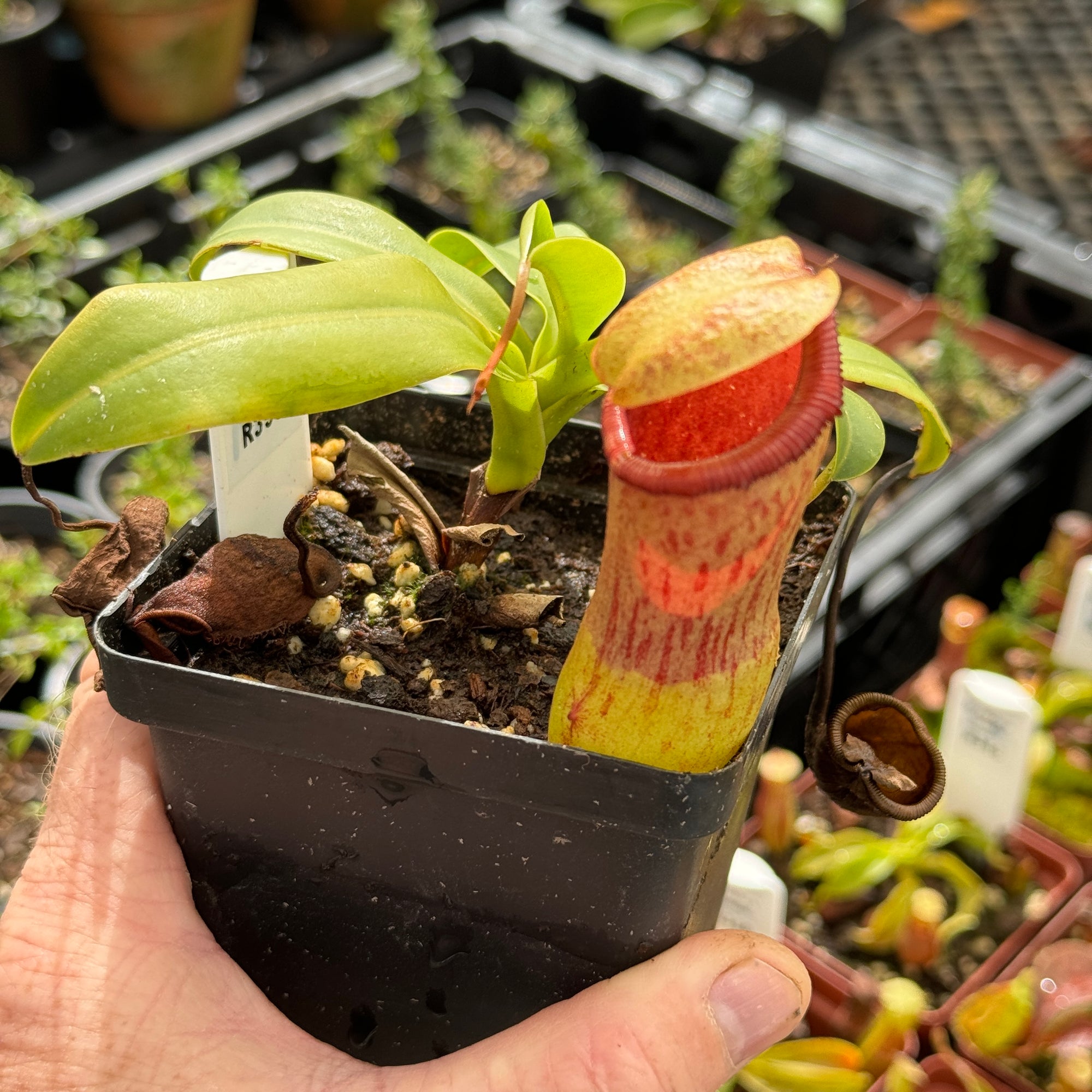 Tropical Pitcher, Nepenthes 'ventricosa x campanulata' -   - Carnivorous Plant