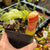 Tropical Pitcher, Nepenthes 'ventricosa x campanulata' -   - Carnivorous Plant