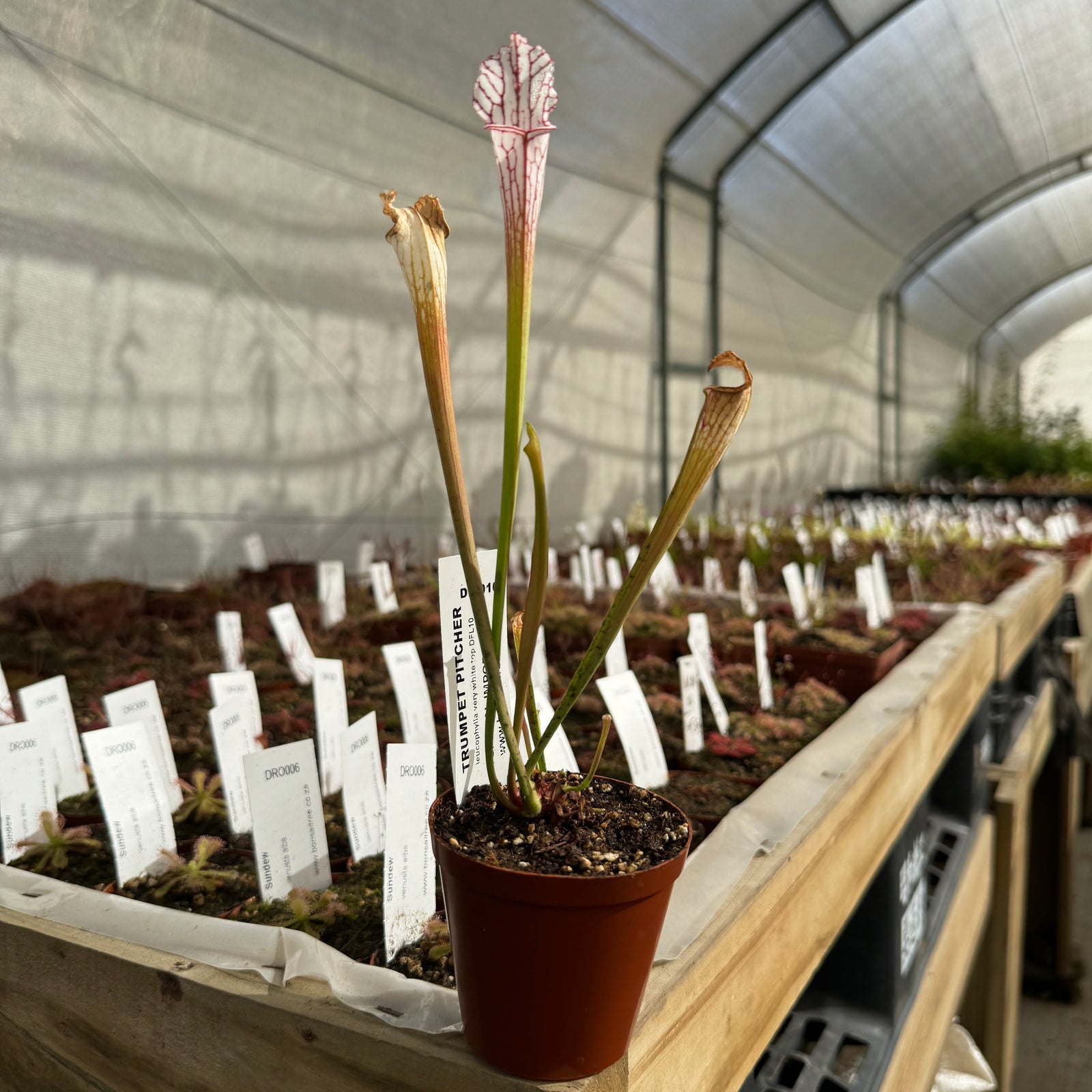 Trumpet Pitcher, Sarracenia leucophylla very white top DFL10. Special Import. -  Small to Medium plant. 7.5cm plastic container. - Carnivorous Plant