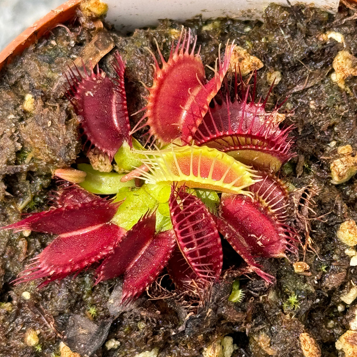 Venus Fly Trap, &#39;GJ Phalanx.&#39; Special Import. -   - Carnivorous Plant