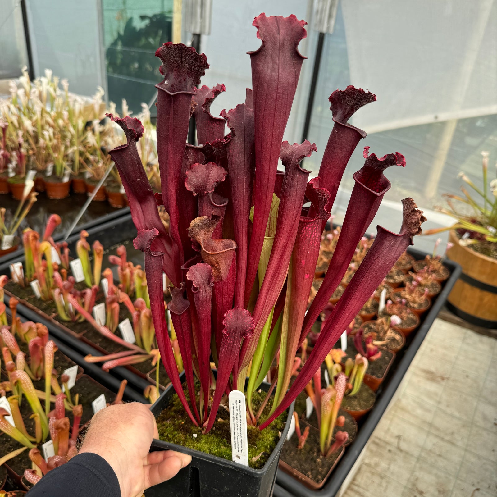 Trumpet Pitcher, Sarracenia 'Sarracenia (64)' -   - Carnivorous Plant