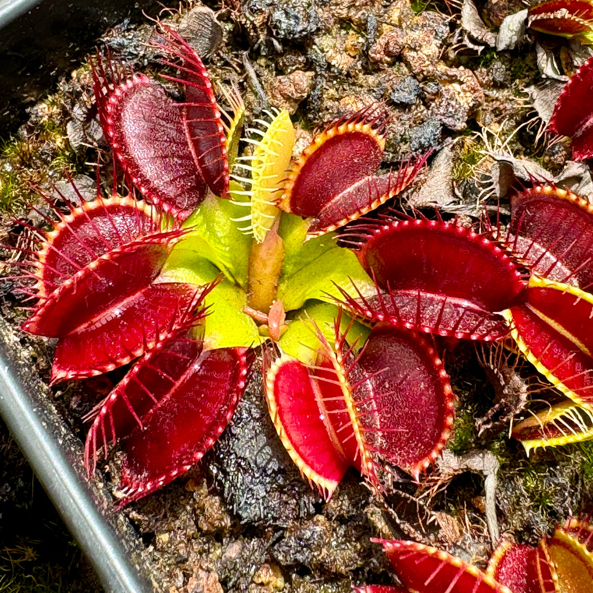 Venus Fly Trap, &#39;G14 - Dirk Ventham Giant.&#39; Special Import. -   - Carnivorous Plant