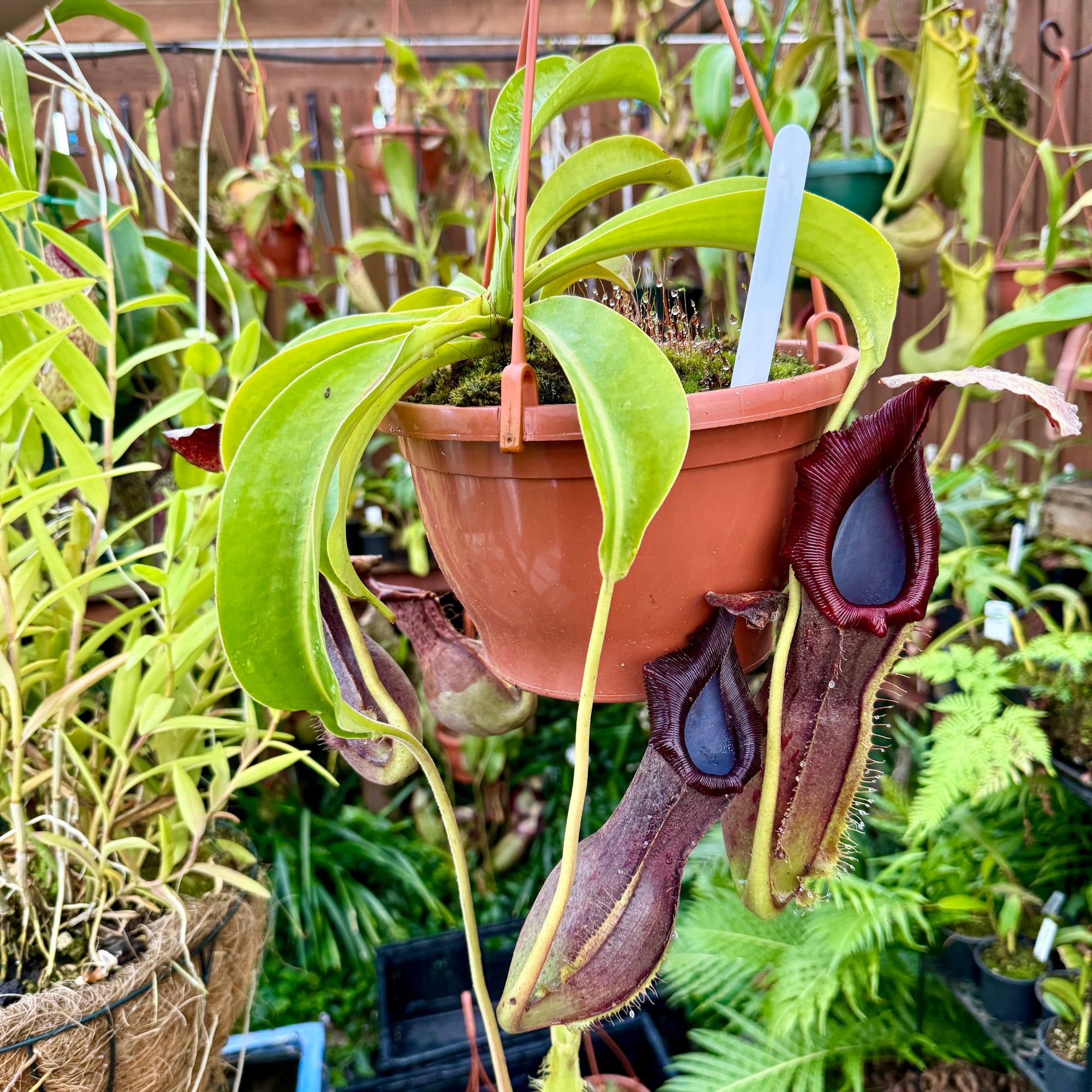 Tropical Pitcher, Nepenthes 'Bongso,' seed grown. - Older plant in 21cm hanging basket - Carnivorous Plant