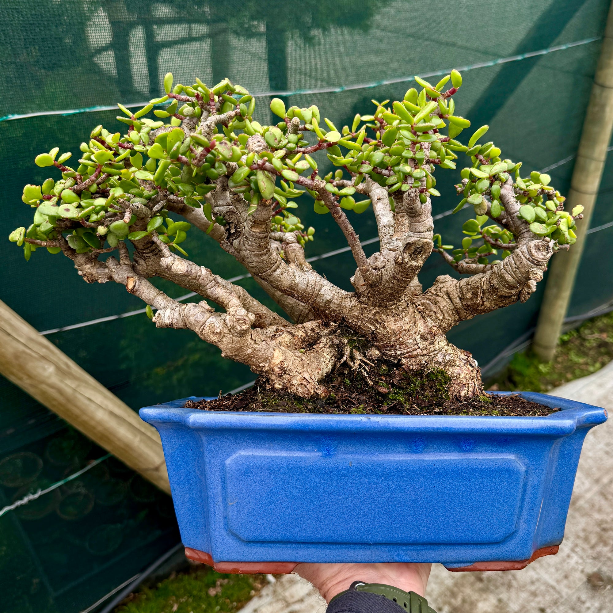 Portulacaria afra "Spekboom" -  PXL01, 410mm(L) x 320mm(D) x 350mm(H) - Trees